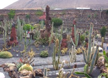 Cactus-Gardens