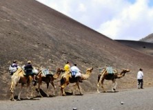 Camel rides in Lanzarote